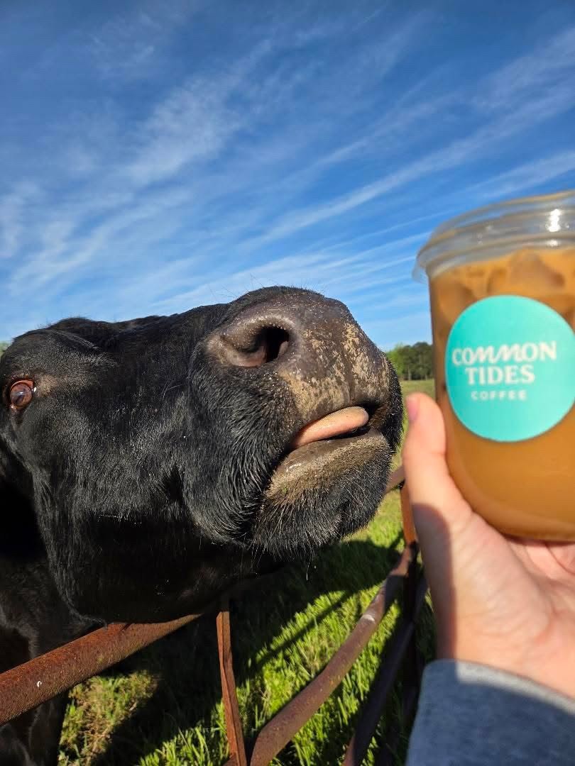 A friendly cow greets a Common Tides iced coffee at a farm event near Wilmington NC